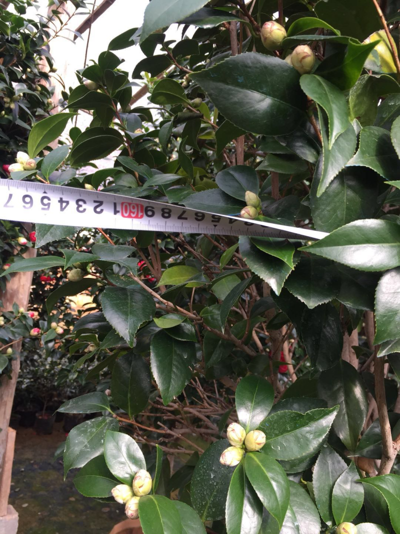 红赤丹山茶花（550袋装）盆栽植物花卉红色大花