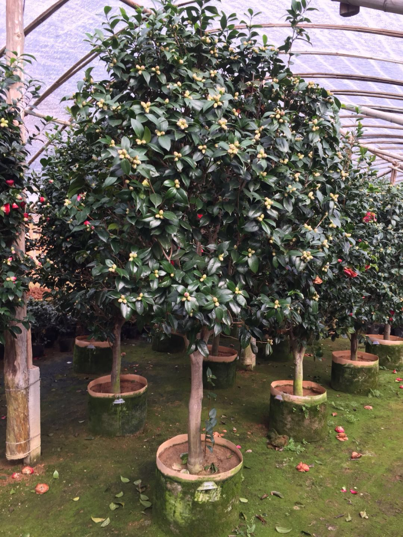 红赤丹山茶花（550袋装）盆栽植物花卉红色大花