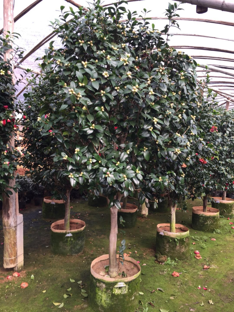 红赤丹山茶花（550袋装）盆栽植物花卉红色大花