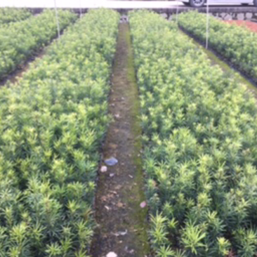 香港海岛红心罗汉松盆栽地栽苗绿化苗