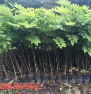 九里香树苗驱蚊草盆栽植物花卉植物室内外好养绿植