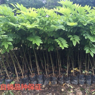 珍贵名贵木材树苗正宗海南黄花梨降香造林优选苗
