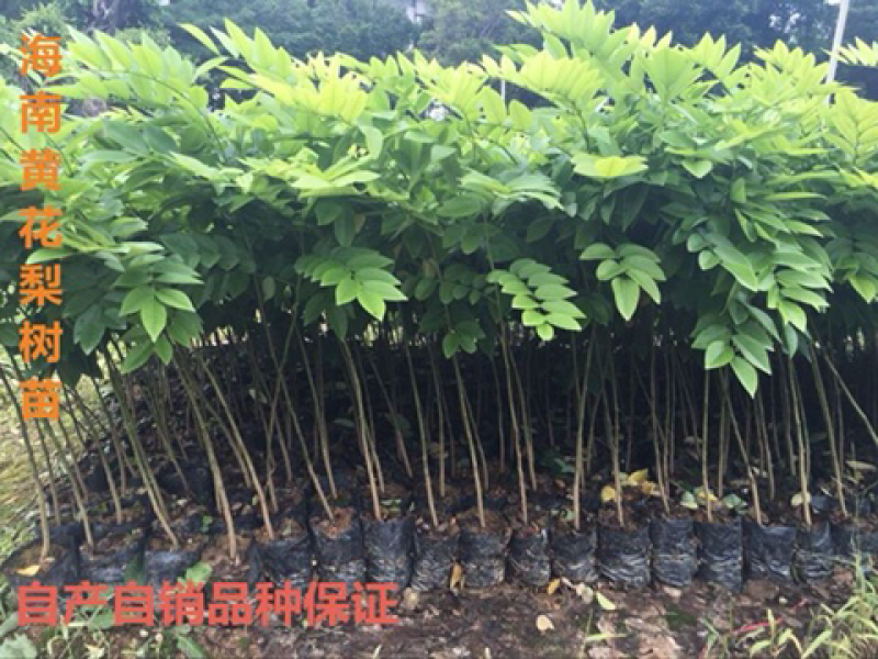 珍贵名贵木材树苗正宗海南黄花梨降香造林优选苗
