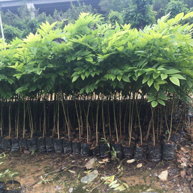 珍贵名贵木材树苗正宗海南黄花梨降香造林优选苗