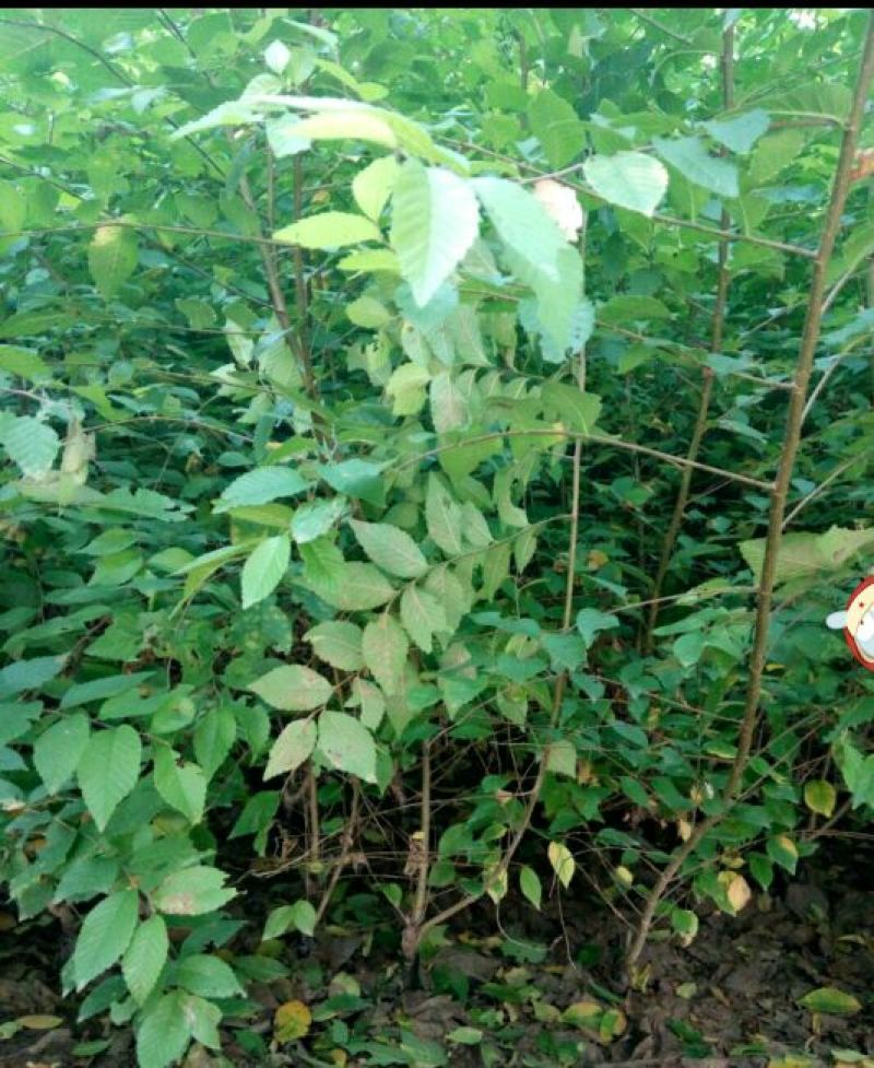 白榆树苗100~150cm