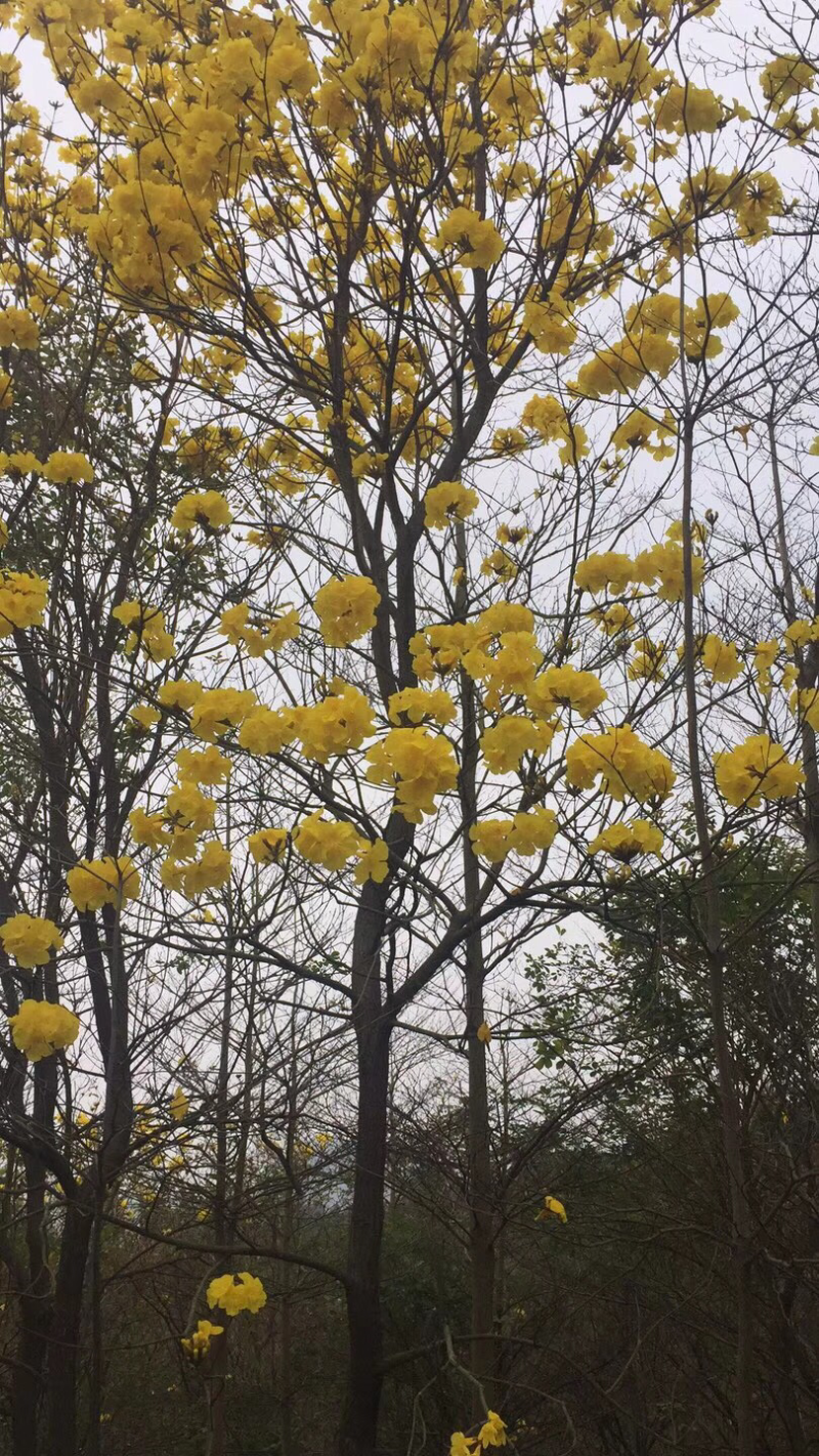7一10分多花风铃木