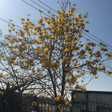 冬青：多花风铃木