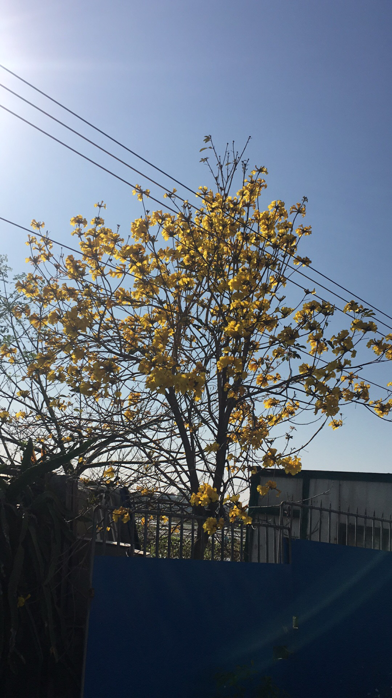 冬青：多花风铃木