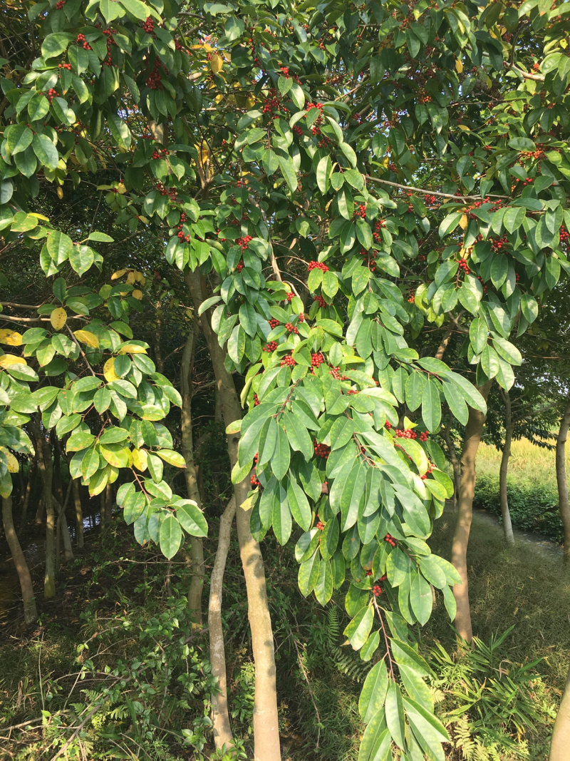 冬青：多花风铃木
