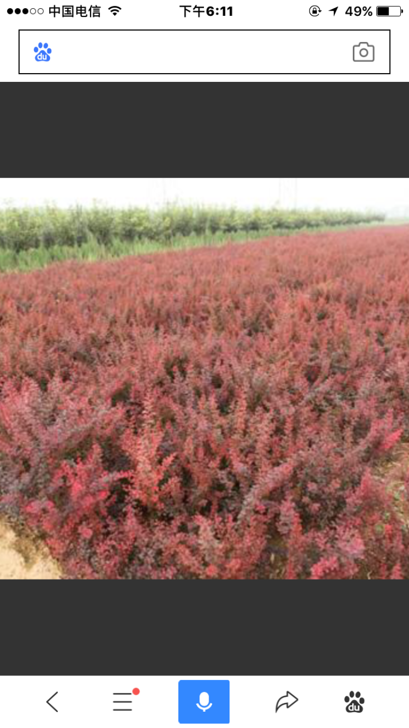 红叶小波