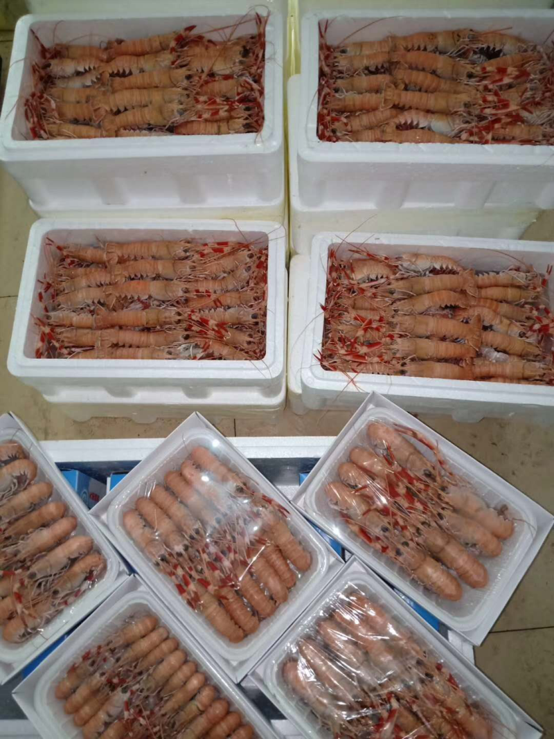 精装海龙虾