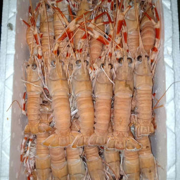 精装海龙虾
