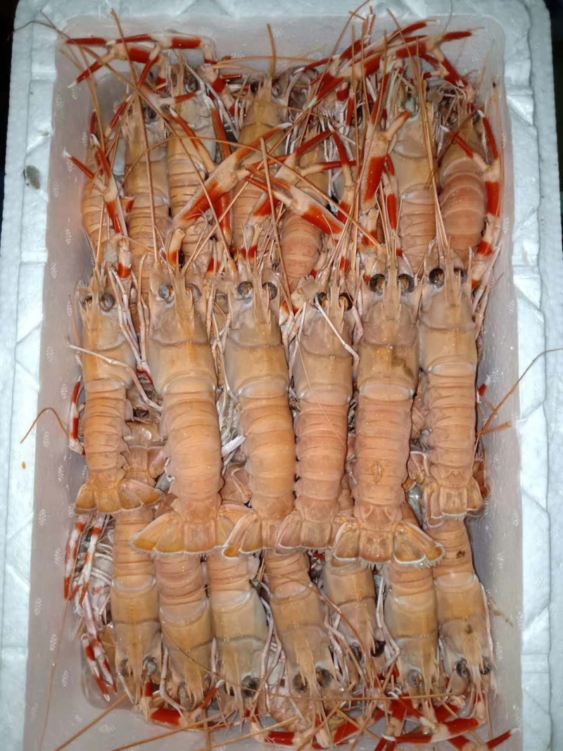 精装海龙虾