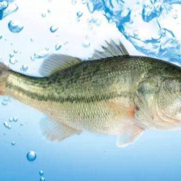 鲈鱼