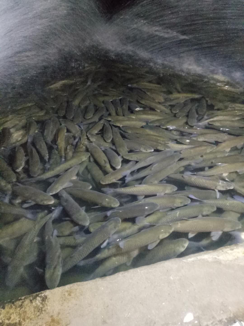 草鱼