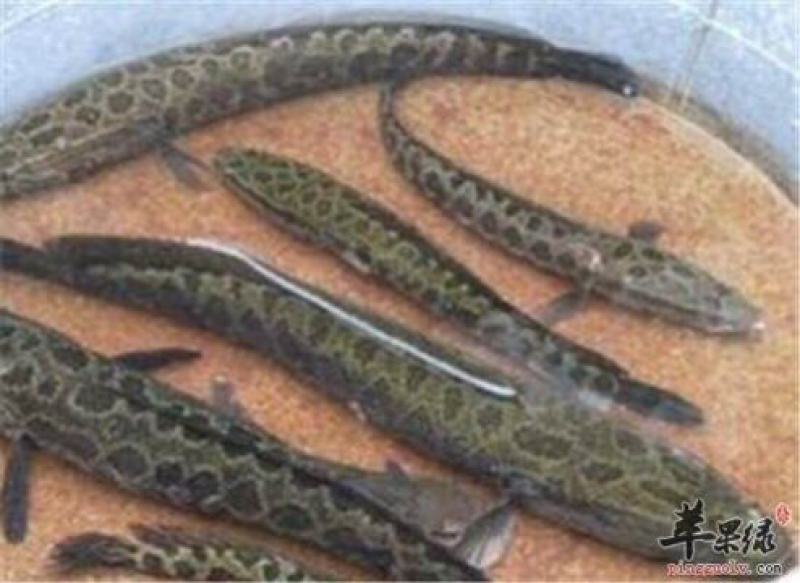 黑鱼