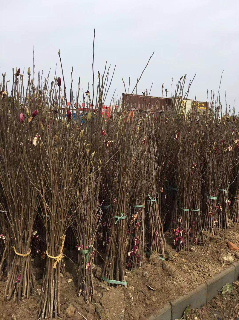 紫玉兰、白玉兰、黄玉兰、红玉兰