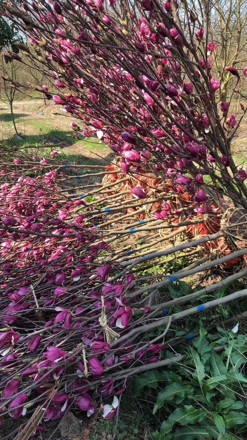 紫玉兰、白玉兰、黄玉兰、红玉兰