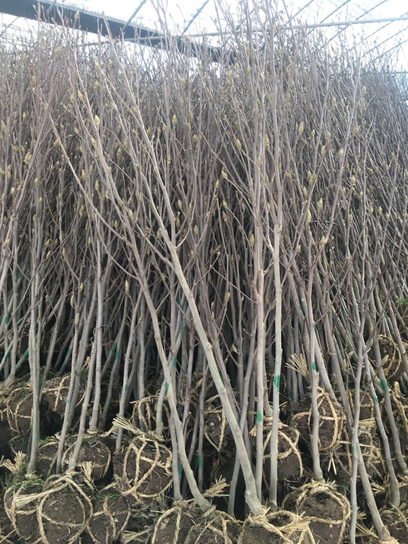紫玉兰、白玉兰、黄玉兰、红玉兰