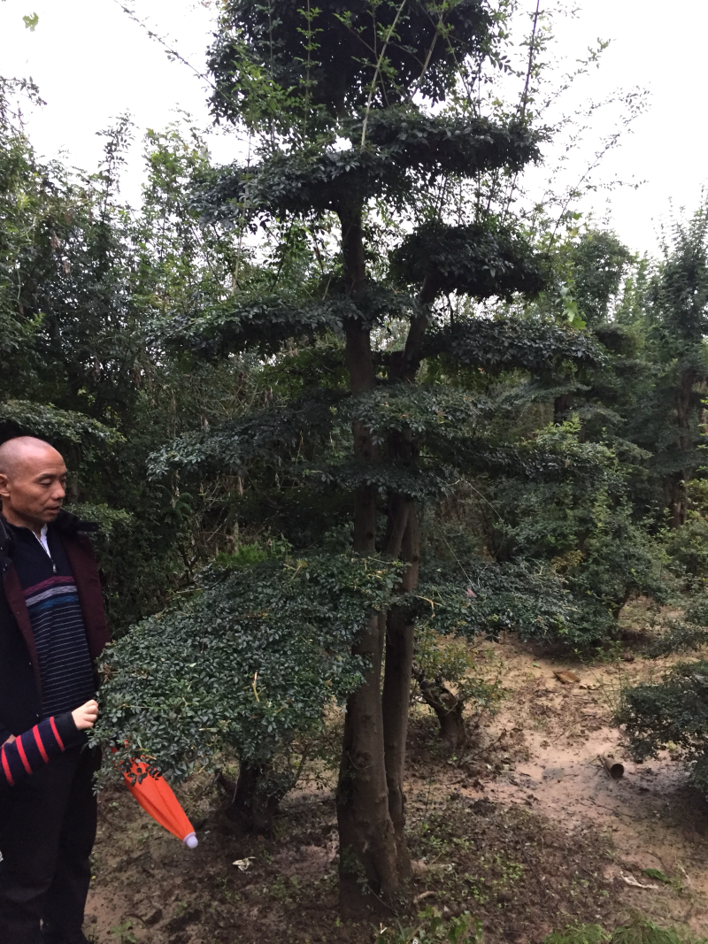 小叶女贞小叶女贞造型树基地直供无中介