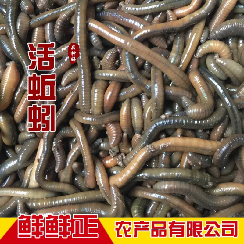 蚯蚓、湖北臭青蚯蚓、环毛蚓、冰冻蚯蚓、鲜活蚯蚓