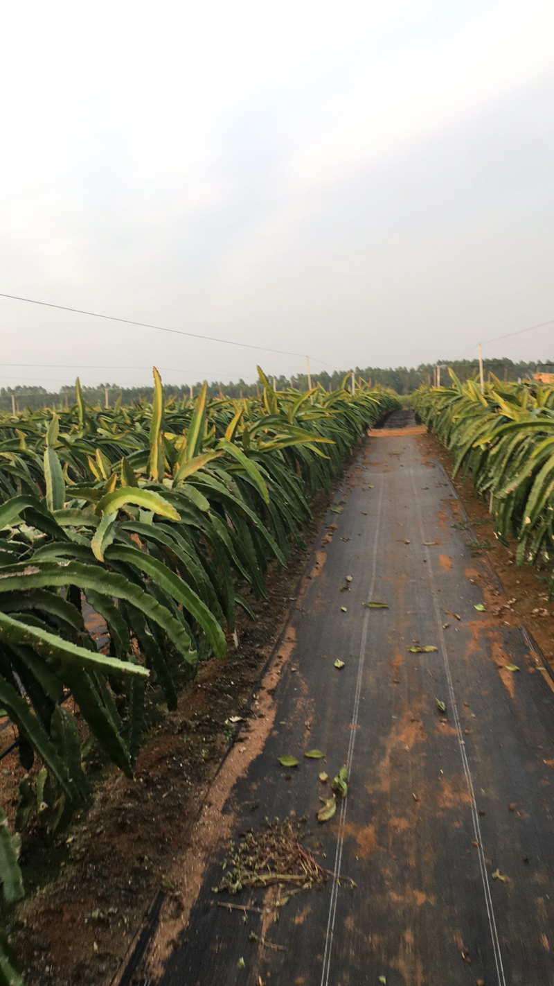 大量出售红心火龙果苗三十公分左右