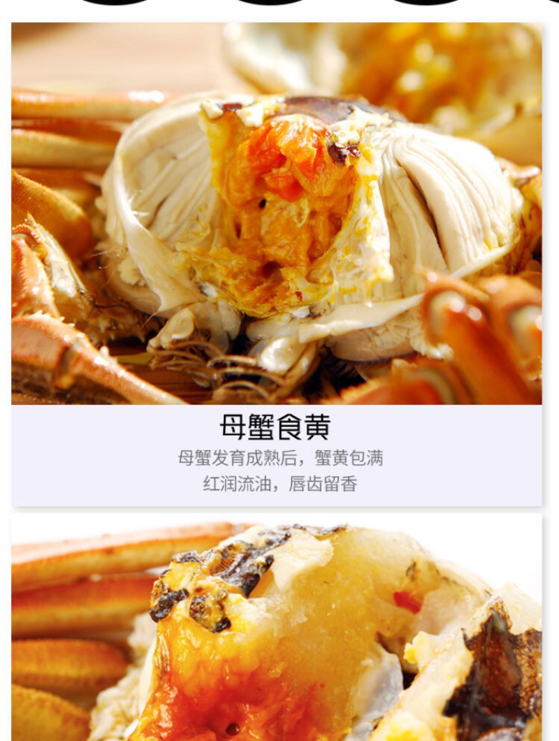 1|六月黄蟹宴|大闸蟹河蟹螃蟹鲜活全母现货