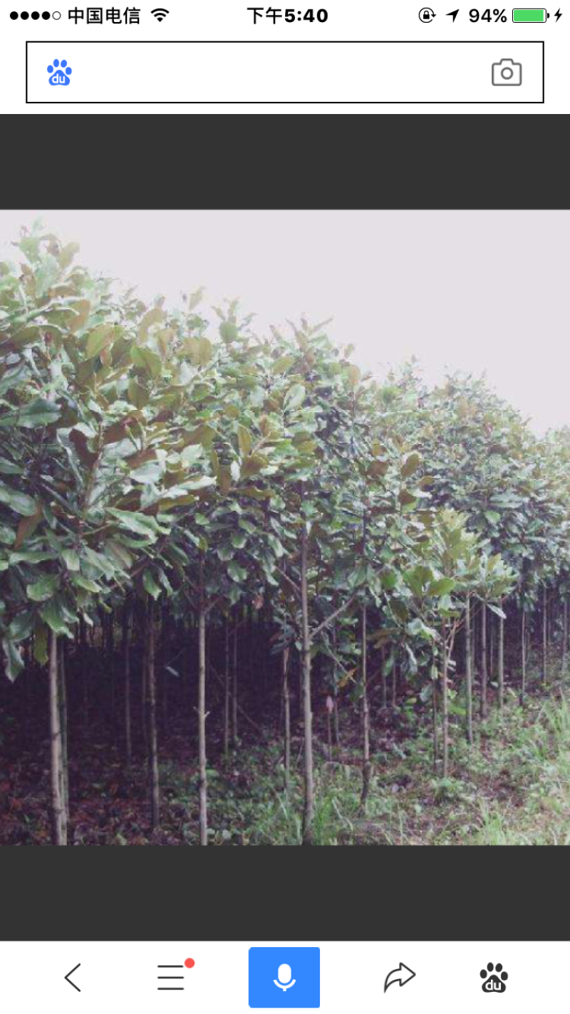 广玉兰
