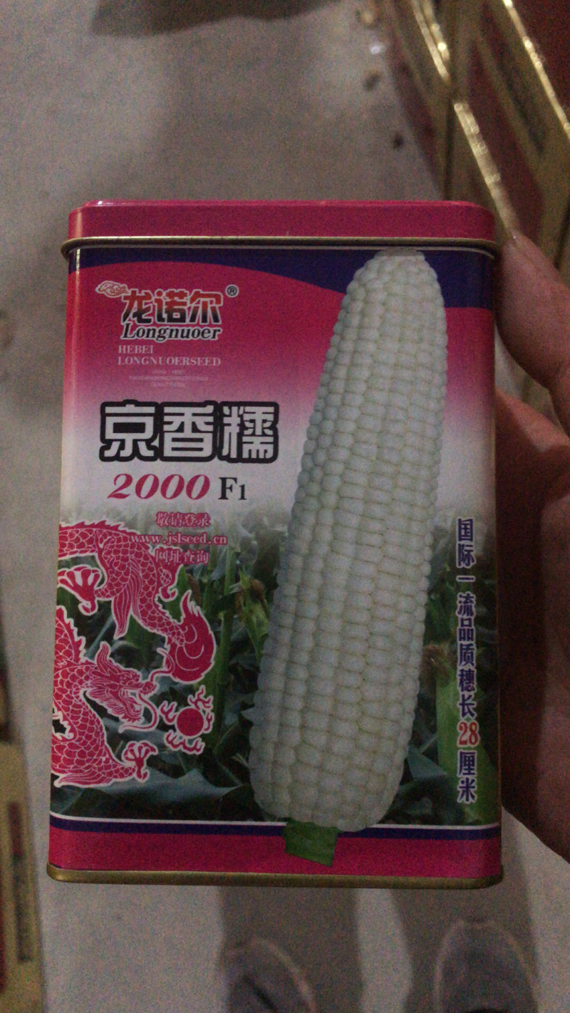 高产糯玉米种子穗大穗长28厘米抗病抗倒