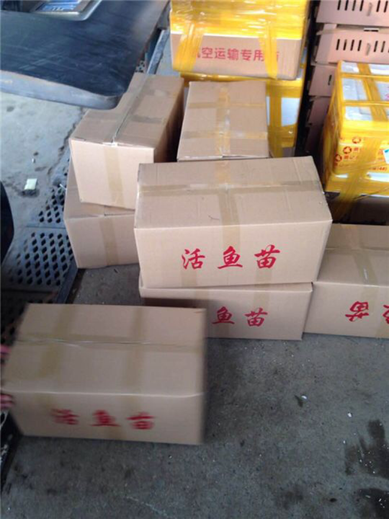 黑鱼苗生鱼苗