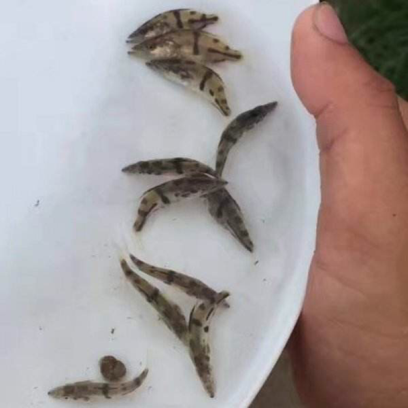 鳜鱼苗桂鱼苗