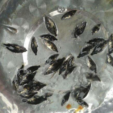鳜鱼苗桂鱼苗