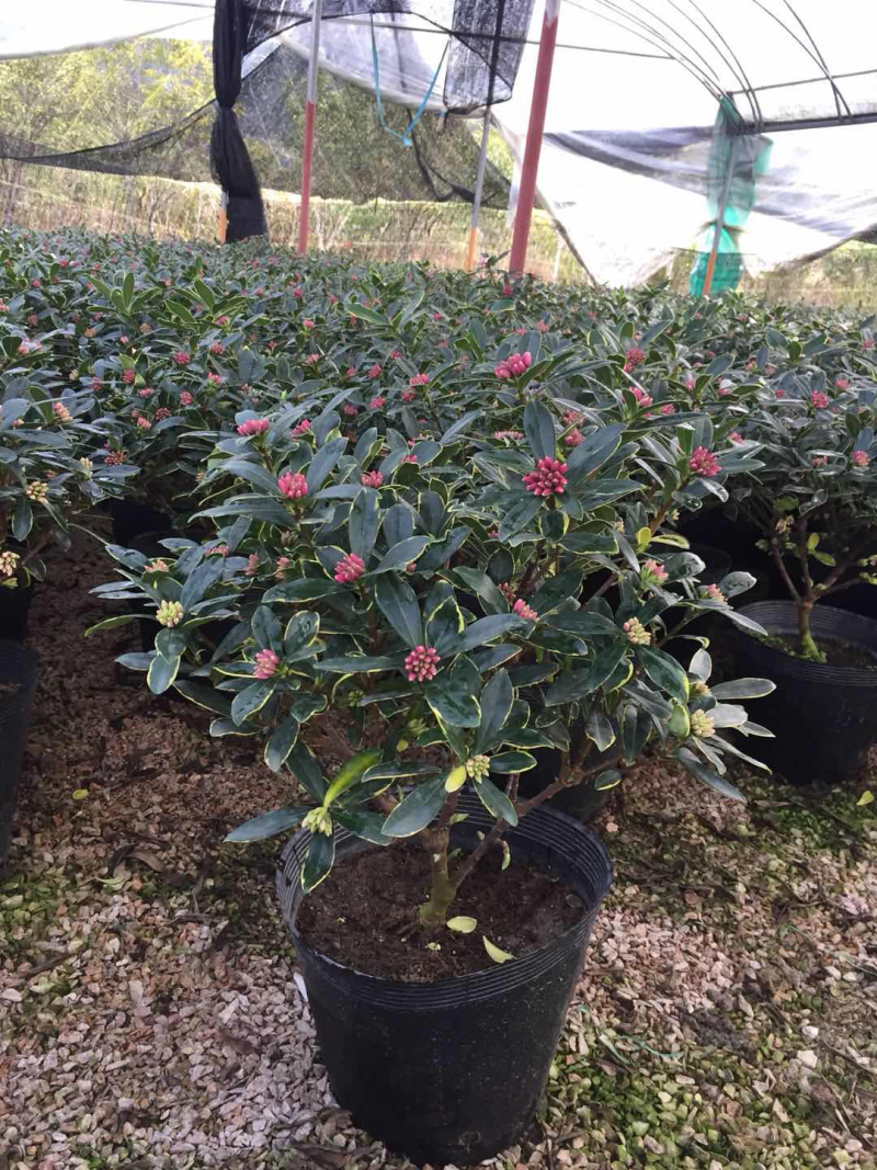 金边瑞香（260杯）盆栽花卉植物盆景造型