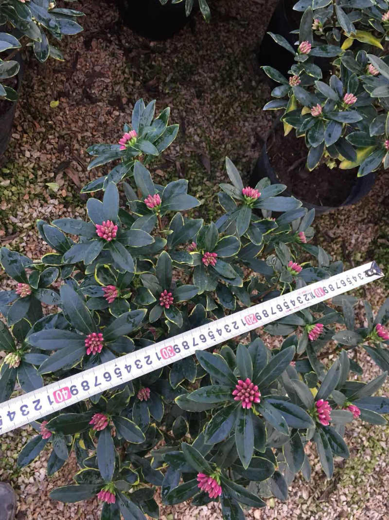 金边瑞香（260杯）盆栽花卉植物盆景造型