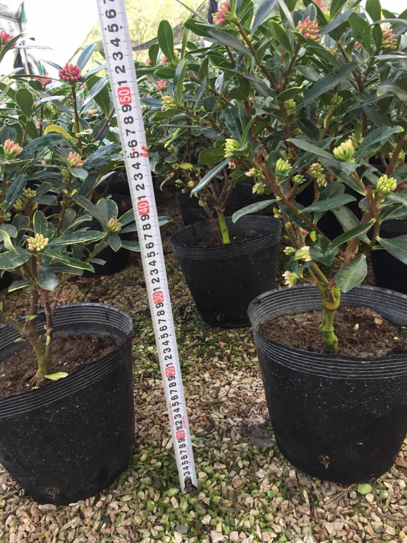 金边瑞香（260杯）盆栽花卉植物盆景造型