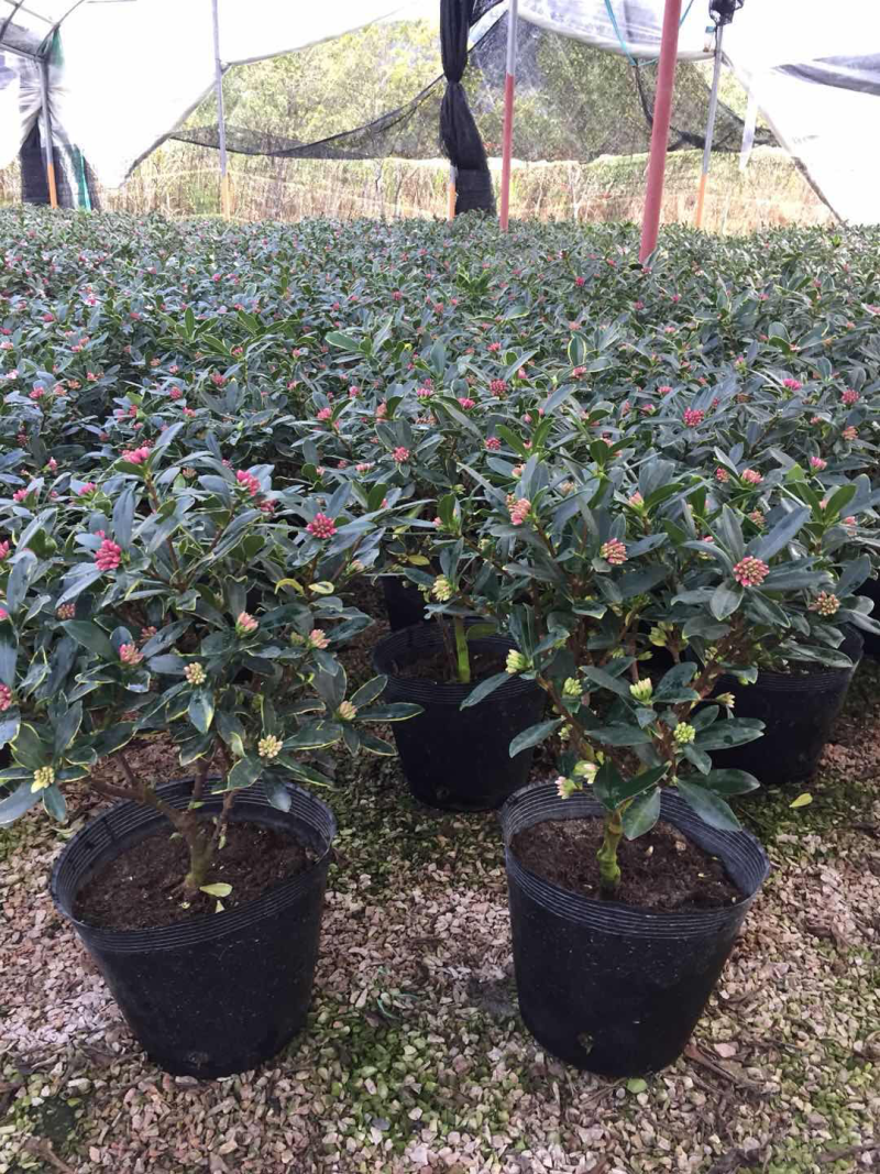 金边瑞香（260杯）盆栽花卉植物盆景造型