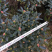 金边瑞香（260杯）盆栽花卉植物盆景造型