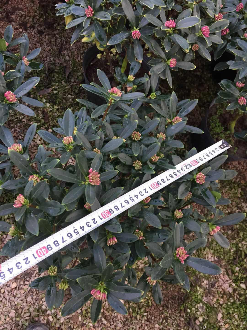 金边瑞香（260杯）盆栽花卉植物盆景造型