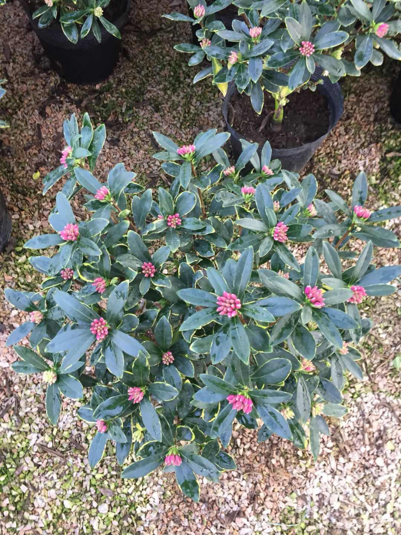 金边瑞香（260杯）盆栽花卉植物盆景造型