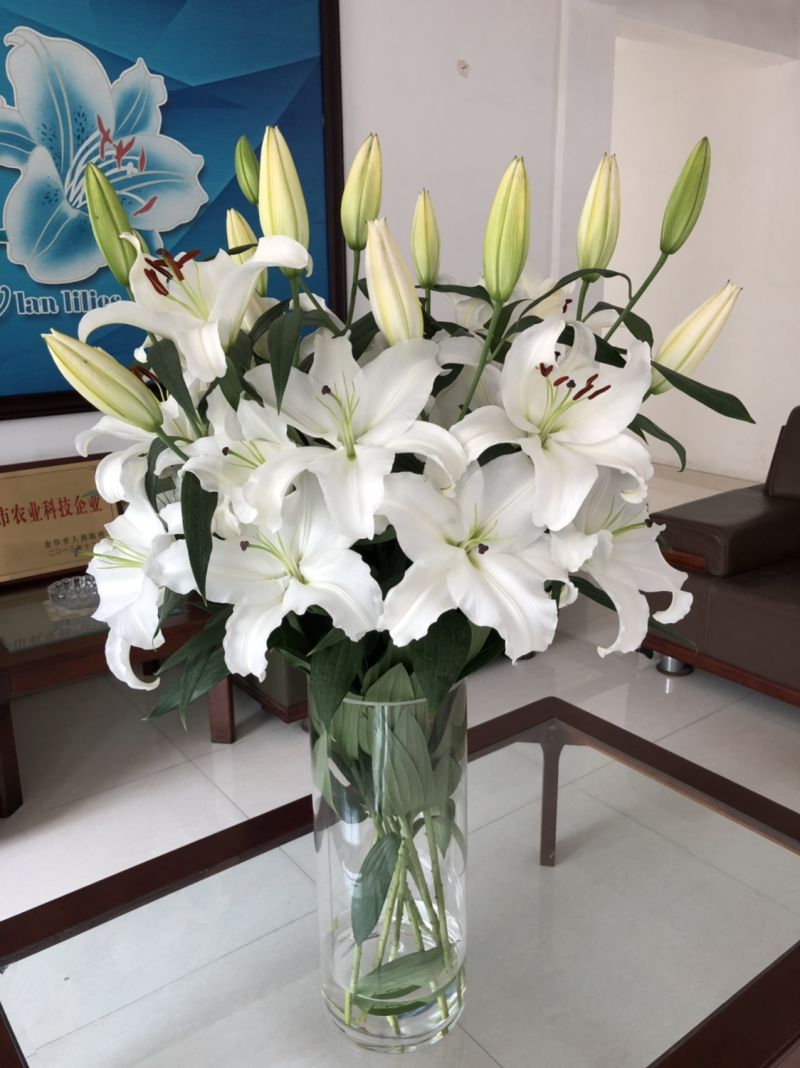 【优质】白百合百合花四头以上的花苞百合批发
