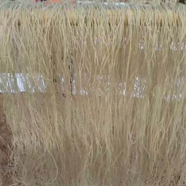 纯手工红薯粉条酸辣粉农家自制