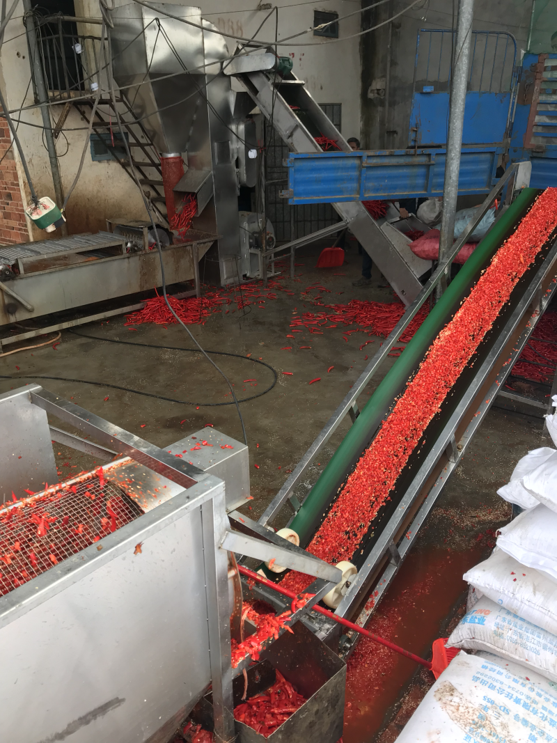 广东湛江雷州辣椒🌶️基地大量供应红辣椒🌶️！专业代办