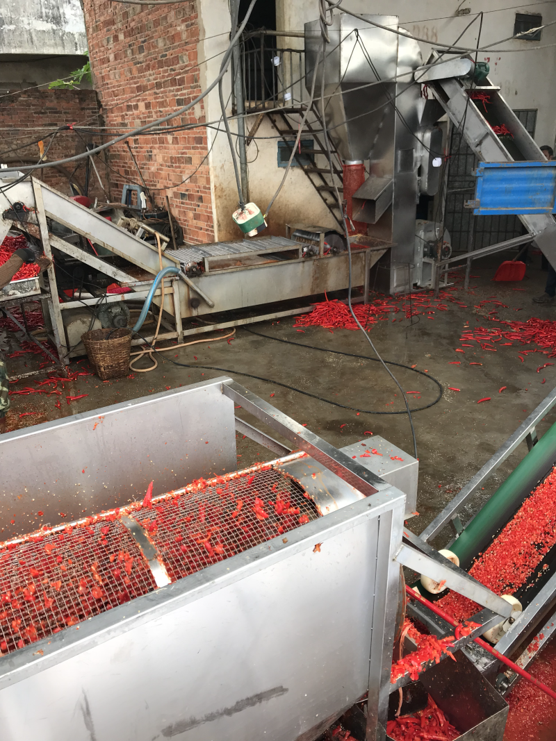 广东湛江雷州辣椒🌶️基地大量供应红辣椒🌶️！专业代办