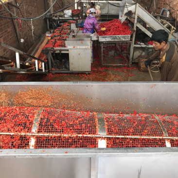 广东湛江雷州辣椒🌶️基地大量供应红辣椒🌶️！专业代办