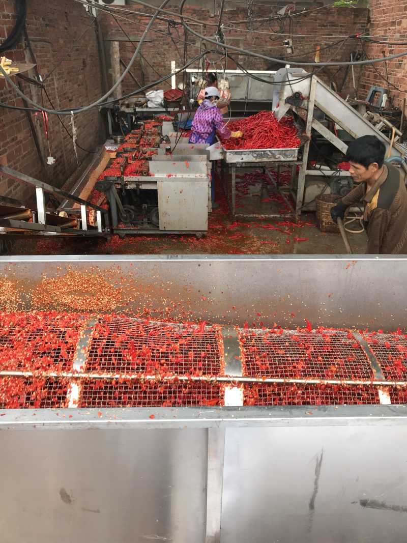 广东湛江雷州辣椒🌶️基地大量供应红辣椒🌶️！专业代办