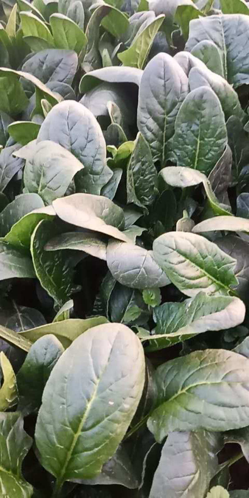 精品菠菜、大量上市。叶黑、膘厚。质量没有一点毛病！