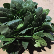 精品菠菜、大量上市。叶黑、膘厚。质量没有一点毛病！