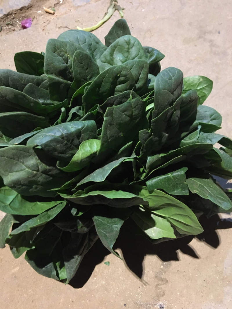 精品菠菜、大量上市。叶黑、膘厚。质量没有一点毛病！