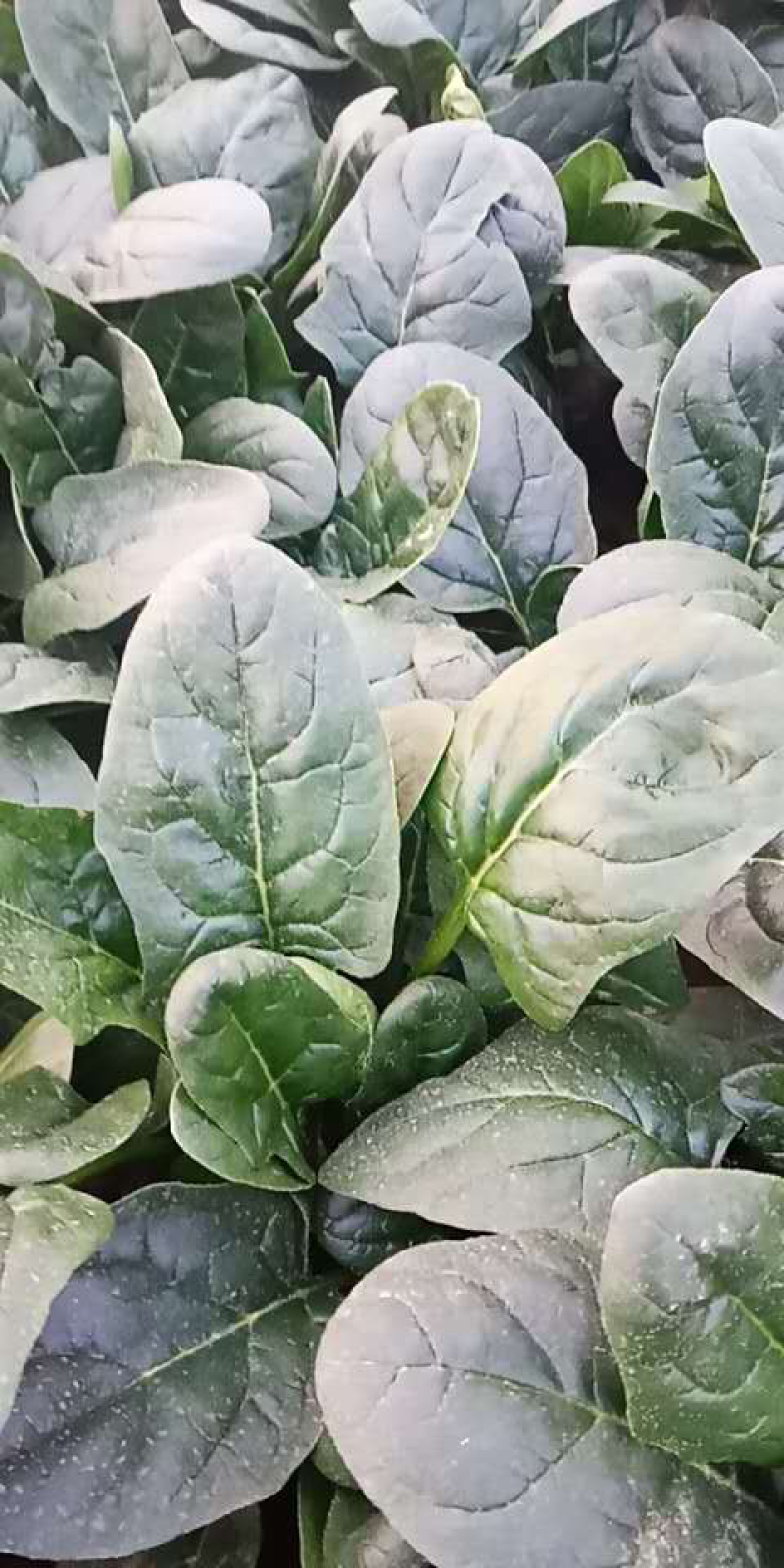 精品菠菜、大量上市。叶黑、膘厚。质量没有一点毛病！