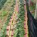 精品菠菜、大量上市。叶黑、膘厚。质量没有一点毛病！